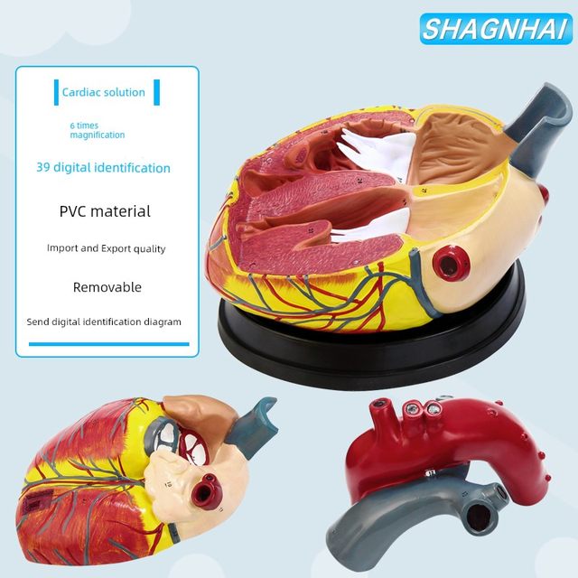 Teaching Simulation 1 1 Human Heart Model B-ultrasound Color Ultrasound Medicine Cardiology Natural Big Heart Anatomy Model