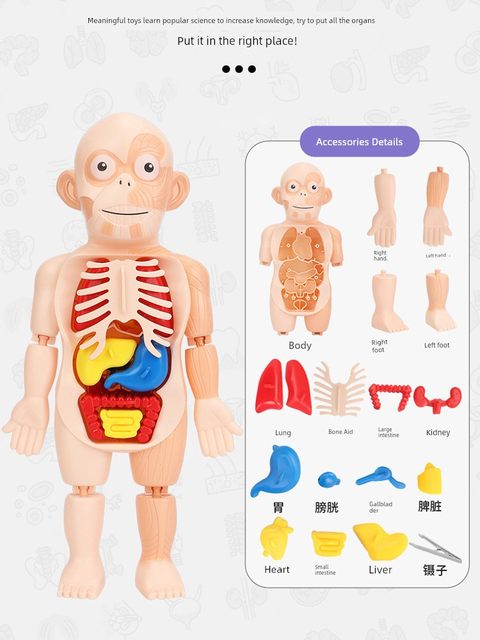 Human organ science and education model children's medicine detachable simulation visceral anatomy human structure popular science early education toys