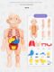 Human organ science and education model children's medicine detachable simulation visceral anatomy human structure popular science early education toys