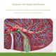 Highly simulated liver model liver anatomical model liver bile pancreas spleen duodenal relief lesions liver bile pancreas model
