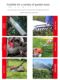 Two-stroke chain saw oil lawn mower 2-pull engine special mixed oil lubricating oil four-pull 4-pull 4-T brush cutting machine 4-pull