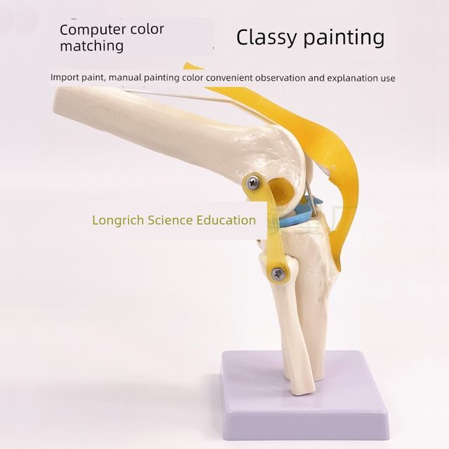 人体膝关节骨骼模型附韧带练习医用功能展示肩颈脊椎骨架骨科教学