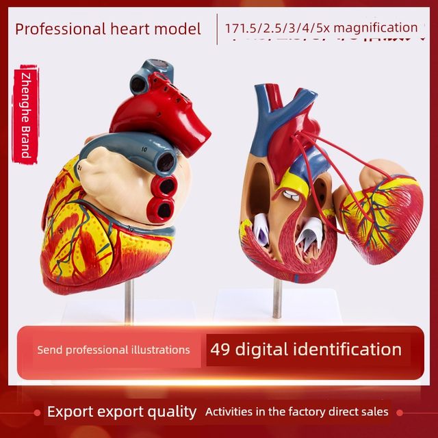 Teaching Simulation 1 1 Human Heart Model B-ultrasound Color Ultrasound Medicine Cardiology Natural Big Heart Anatomy Model