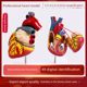 Teaching Simulation 1 1 Human Heart Model B-ultrasound Color Ultrasound Medicine Cardiology Natural Big Heart Anatomy Model