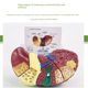 Highly simulated liver model liver anatomical model liver bile pancreas spleen duodenal relief lesions liver bile pancreas model