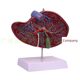 Highly simulated liver model liver anatomical model liver bile pancreas spleen duodenal relief lesions liver bile pancreas model