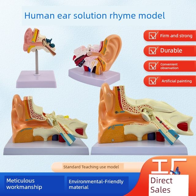 Human ear anatomy model, auditory system, otolaryngology display teaching, large ear model