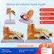 Human ear anatomy model, auditory system, otolaryngology display teaching, large ear model