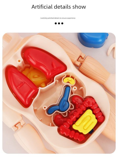 Human organ science and education model children's medicine detachable simulation visceral anatomy human structure popular science early education toys