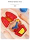 Human organ science and education model children's medicine detachable simulation visceral anatomy human structure popular science early education toys