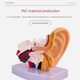 Human ear anatomy model, auditory system, otolaryngology display teaching, large ear model
