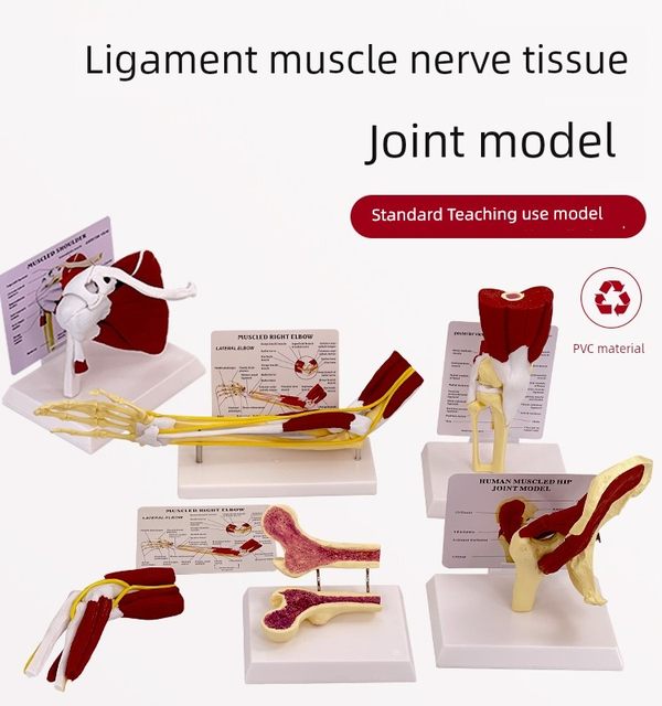 Human joint muscle model Glenohumeral acromioclavicular joint acromioclavicular joint knee muscle anatomy