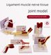 Human joint muscle model Glenohumeral acromioclavicular joint acromioclavicular joint knee muscle anatomy