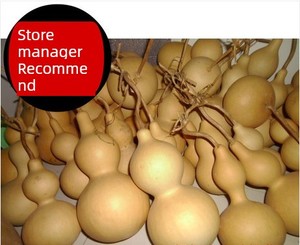 Growing Gourd Carefully Selected 5-50cm