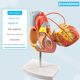 Teaching Simulation 1 1 Human Heart Model B-ultrasound Color Ultrasound Medicine Cardiology Natural Big Heart Anatomy Model