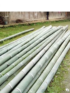 Mao Bamboo Raw Material Bamboo Pipe Bowl Bamboo Tube Cup Material Nan Bamboo-Tube-Cooked Rice Bamboo Pipe Steamed Tube B
