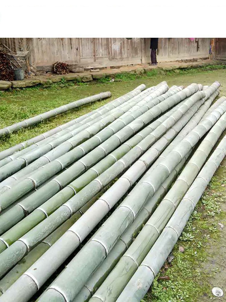Mao Bamboo Raw Material Bamboo Pipe Bowl Bamboo Tube Cup Material Nan Bamboo-Tube-Cooked Rice Bamboo Pipe Steamed Tube Bamboo Material
