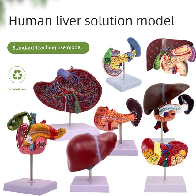 Highly simulated liver model liver anatomical model liver bile pancreas spleen duodenal relief lesions liver bile pancreas model