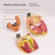 Genuine 1 1 human heart anatomical model B-ultrasound color ultrasound heart model disassembly medical natural big heart teaching