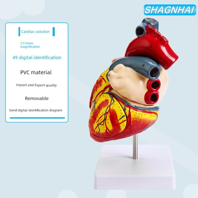 Teaching Simulation 1 1 Human Heart Model B-ultrasound Color Ultrasound Medicine Cardiology Natural Big Heart Anatomy Model