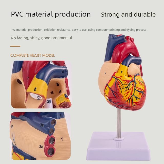 Genuine 1 1 human heart anatomical model B-ultrasound color ultrasound heart model disassembly medical natural big heart teaching
