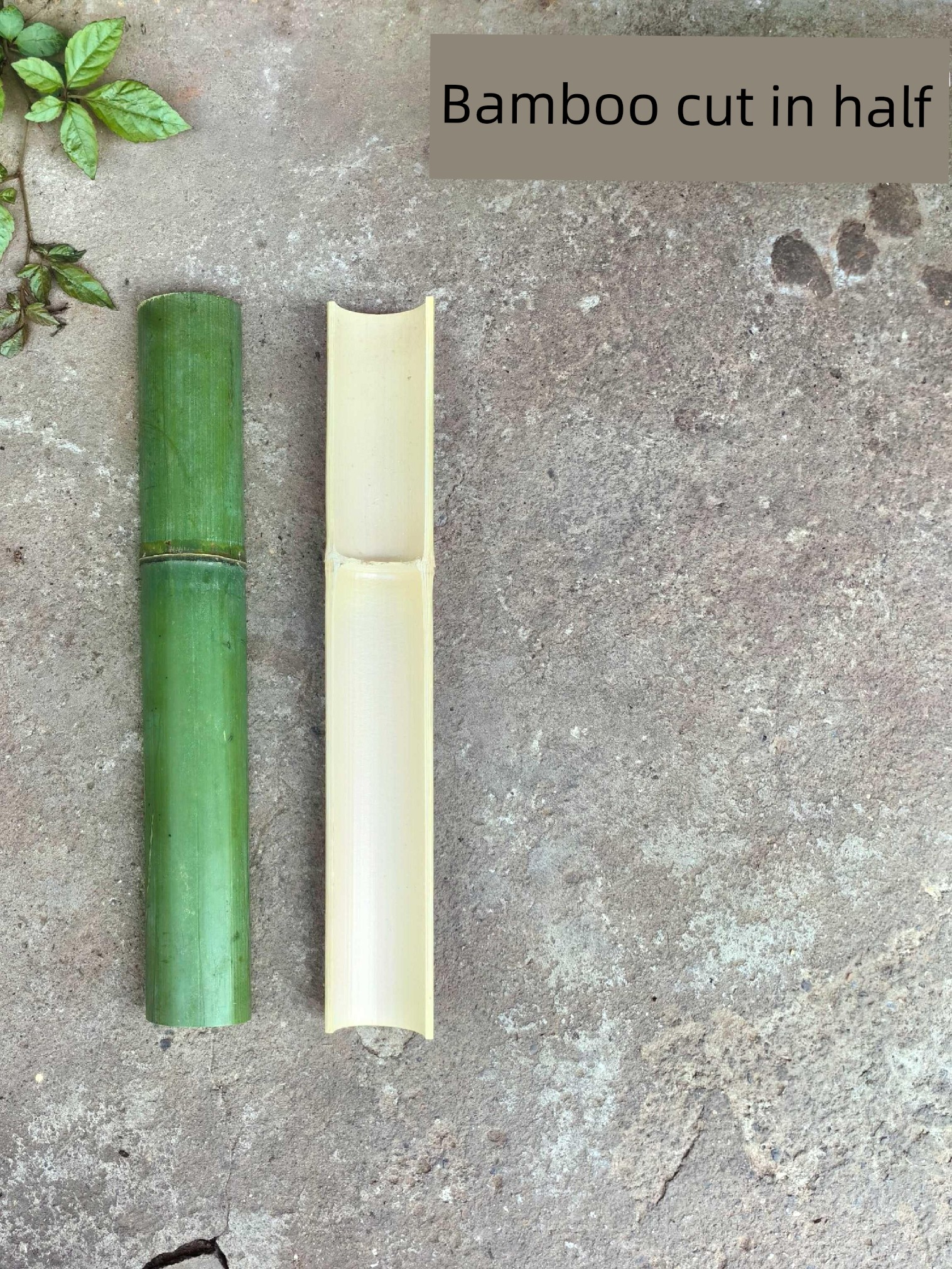Fresh Bamboo Split in Half for Courtyard Water Channels, Bamboo Tubes for Water Collection, Wall-Mounted Fence Decorative Bamboo Strips