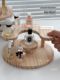 Perfume rack Household desktop cosmetic storage box Dressing table step tray Advanced skin care product storage rack