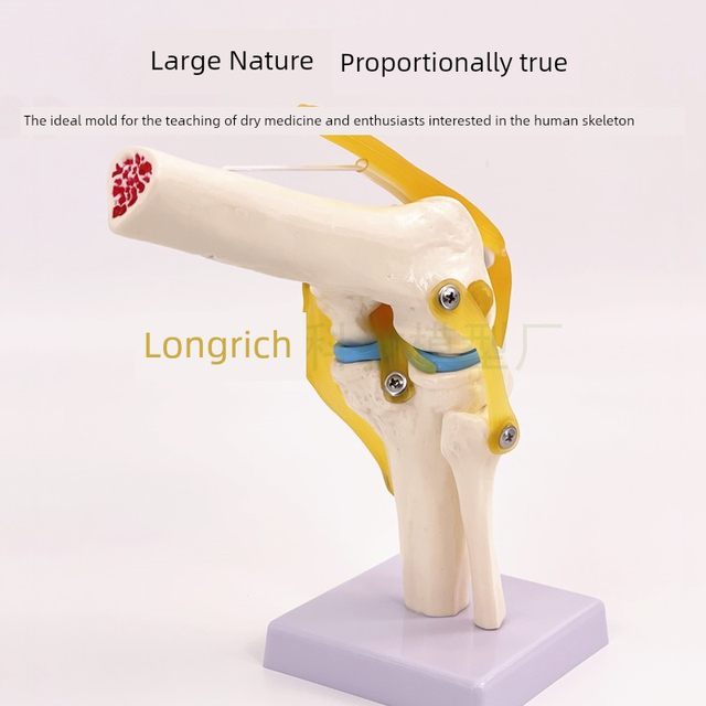 人体膝关节骨骼模型附韧带练习医用功能展示肩颈脊椎骨架骨科教学