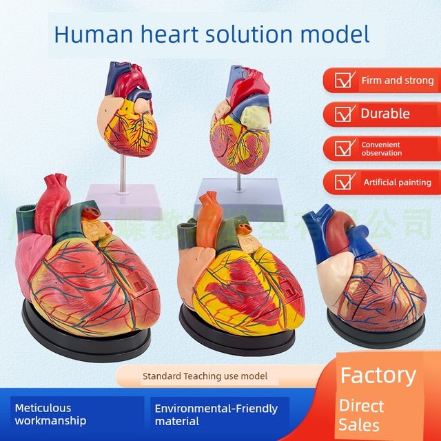 Genuine 1 1 human heart anatomical model B-ultrasound color ultrasound heart model disassembly medical natural big heart teaching