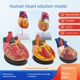 Genuine 1 1 human heart anatomical model B-ultrasound color ultrasound heart model disassembly medical natural big heart teaching