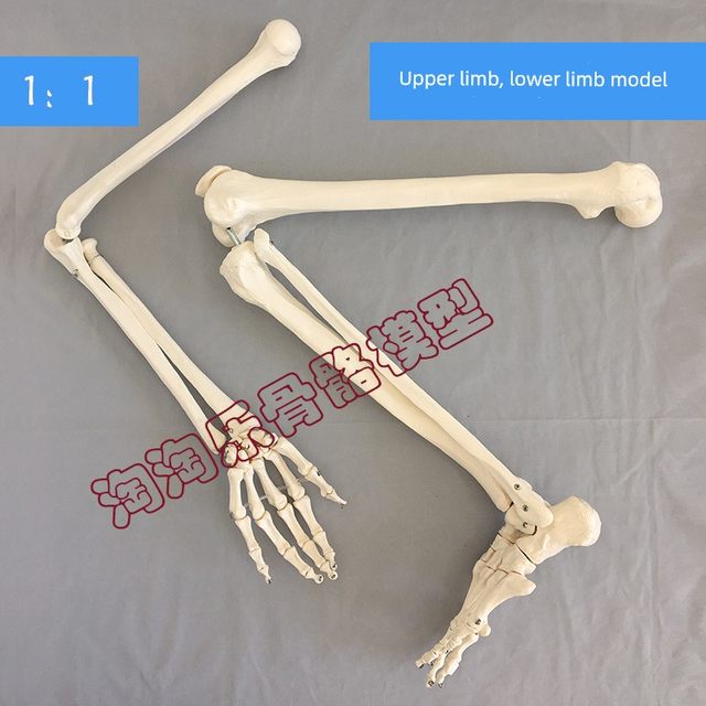 Natural large upper limb bone adult arm lower limb thigh bone soles model human skeleton knuckle orthopedic simulation