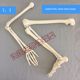 Natural large upper limb bone adult arm lower limb thigh bone soles model human skeleton knuckle orthopedic simulation