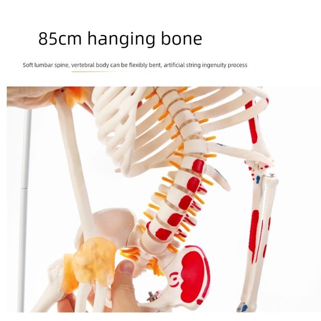 人体骨骼模型45 85CM骨架模型 人体脊柱脊椎模型医院用骨骼骷髅