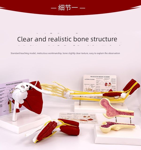 Human joint muscle model Glenohumeral acromioclavicular joint acromioclavicular joint knee muscle anatomy