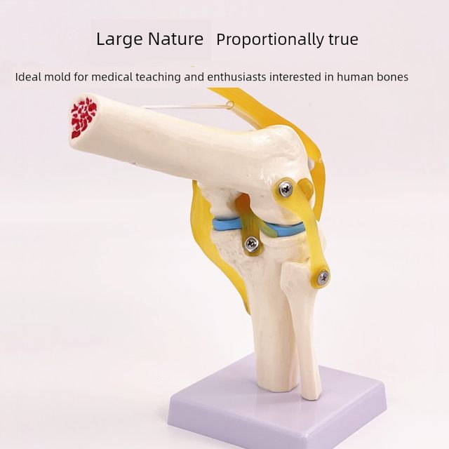 人体膝关节模型附韧带教学仿真骨骼医学功能展示肩颈脊椎骨架骨科