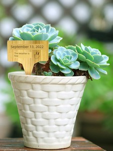 Bamboo Gardening Tags, Succulent Plant Labels, Bamboo Signs for Soil, Landscape Markers, with Pen, Export T-Type