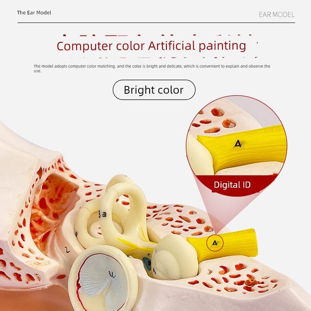 Human ear anatomy model, auditory system, otolaryngology display teaching, large ear model