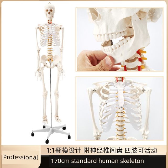 人体骨骼模型45 85CM骨架模型 人体脊柱脊椎模型医院用骨骼骷髅