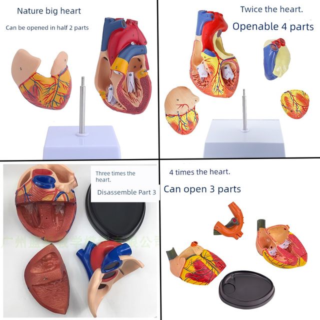 Genuine 1 1 human heart anatomical model B-ultrasound color ultrasound heart model disassembly medical natural big heart teaching