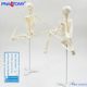 PNATOMY classic 45cm skeleton model detachable, movable, posing, small human body skeleton model