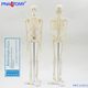 PNATOMY classic 45cm skeleton model detachable, movable, posing, small human body skeleton model