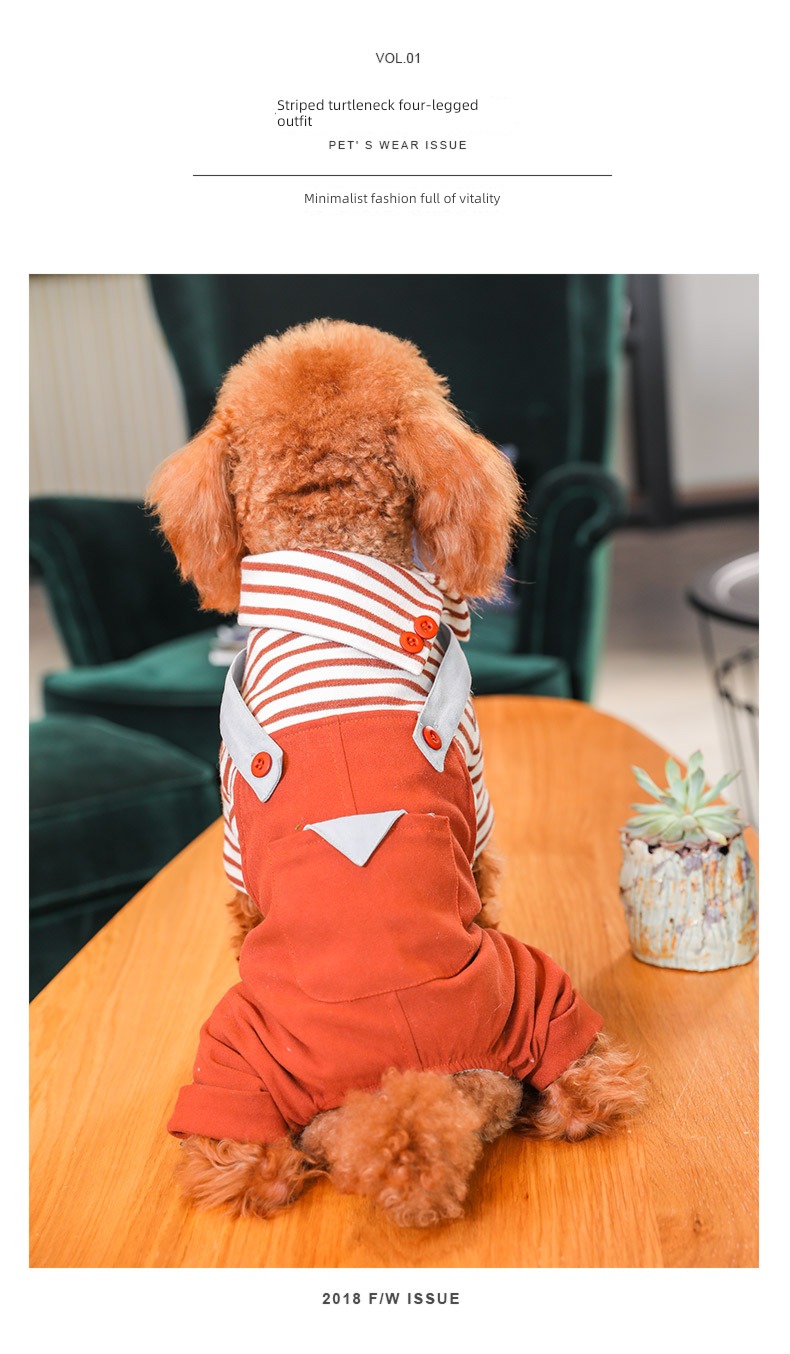 Bichon Pomeranian Medium dog Kirky Spring  poodle