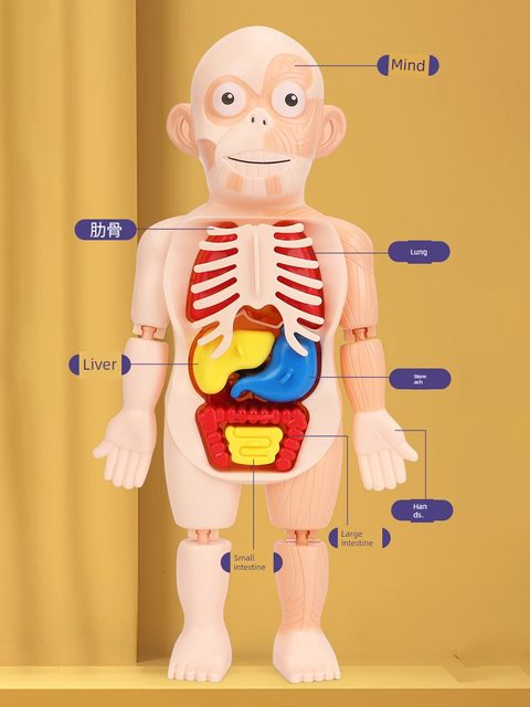 Human organ science and education model children's medicine detachable simulation visceral anatomy human structure popular science early education toys