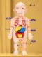 Human organ science and education model children's medicine detachable simulation visceral anatomy human structure popular science early education toys