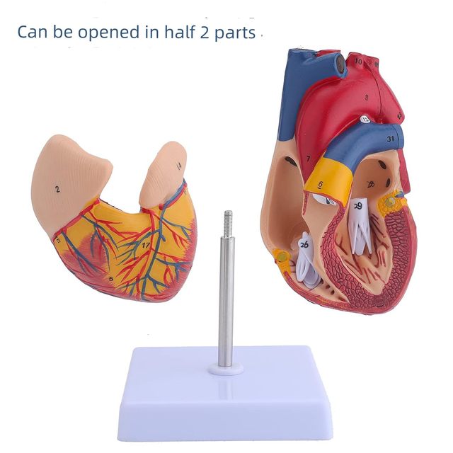 Genuine 1 1 human heart anatomical model B-ultrasound color ultrasound heart model disassembly medical natural big heart teaching