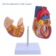 Genuine 1 1 human heart anatomical model B-ultrasound color ultrasound heart model disassembly medical natural big heart teaching