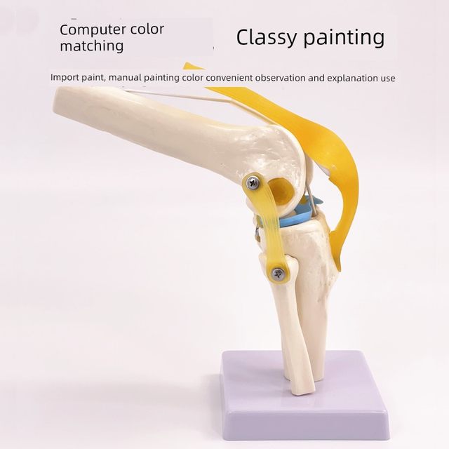人体膝关节模型附韧带教学仿真骨骼医学功能展示肩颈脊椎骨架骨科