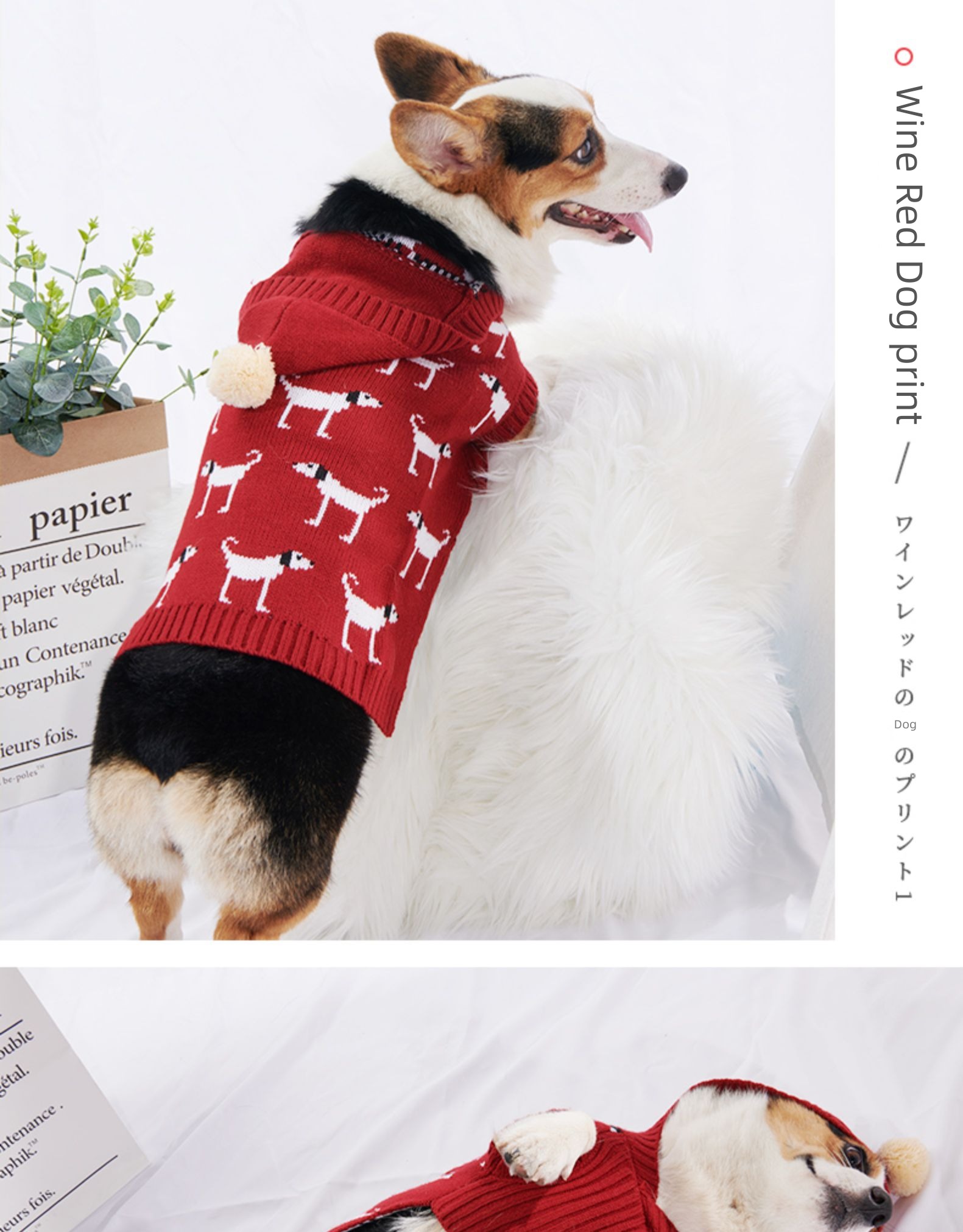 poodle celebrate the Spring Festival Small and medium sized dogs Kirky Thick style Dog